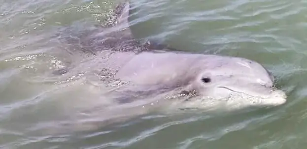 Two Hour Dolphin Nature Cruise