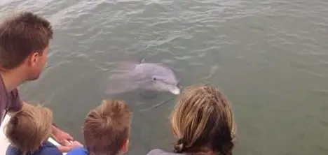 Three Hour Dolphin Strand Feeding Search