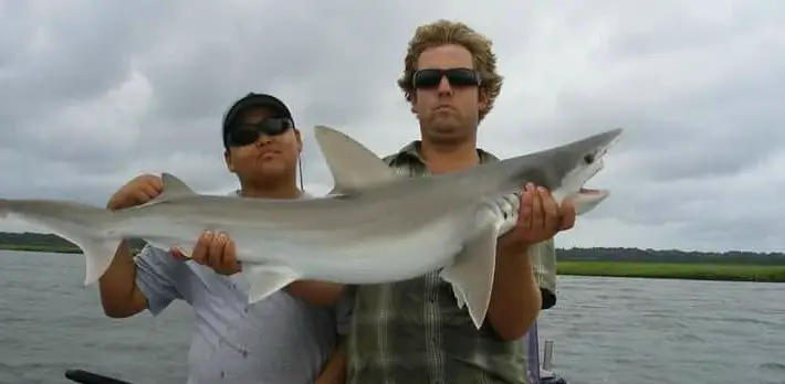 Four Hour Inshore Shark Fishing Trip