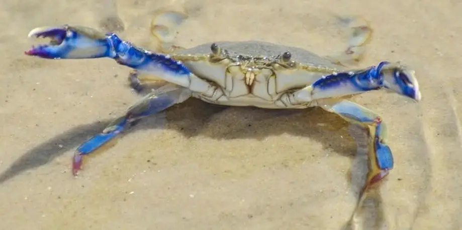 Blue Crab Discovery