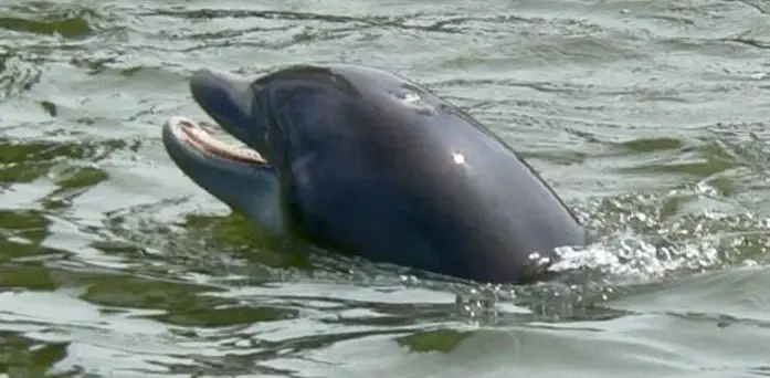 Dolphin & Nature Cruise