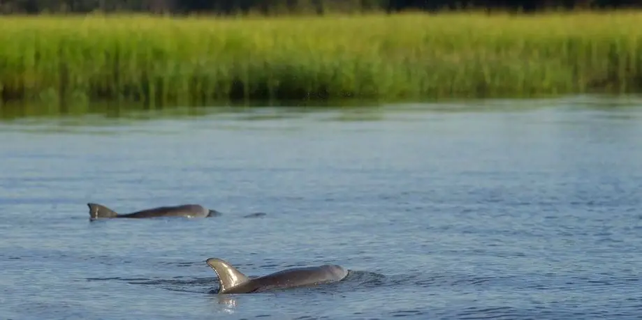 Kayak Tour of Jarvis Creek