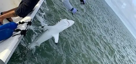 Shark Fishing
