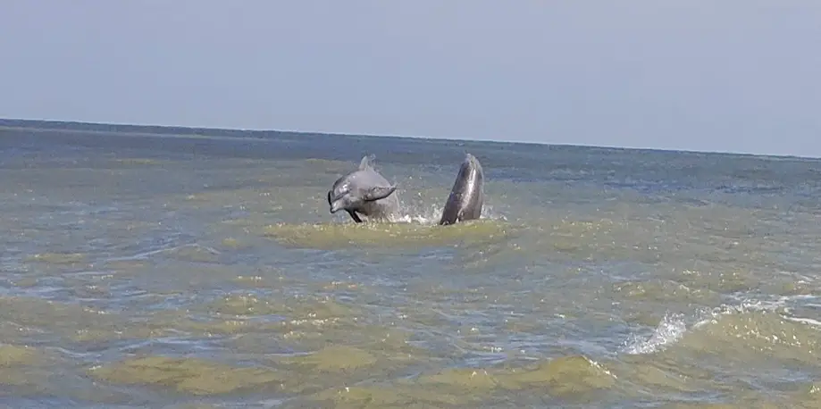 Dolphin Nature Tours