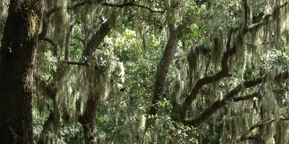 Baby Gear Rental • One Week