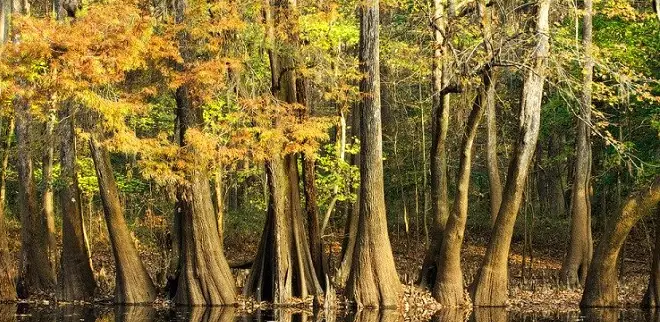 Baby Gear Rental Package • Two Weeks