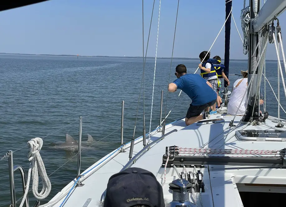 2 hour Private Morning Sail and Dolphin watch on Knot The Office