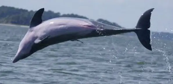 SCM PVT Dolphin Eco 6p