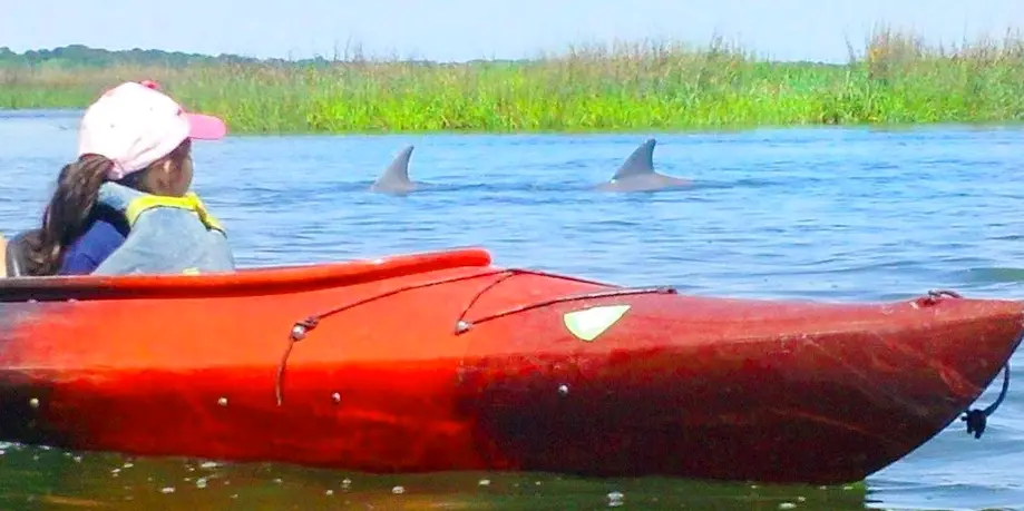 Kayaking Dolphin Nature Tour