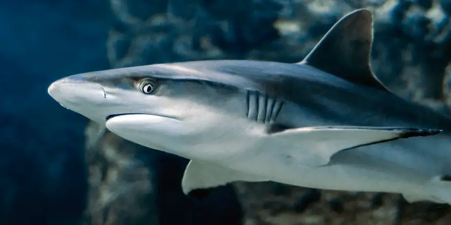 Shark Fishing Excursion