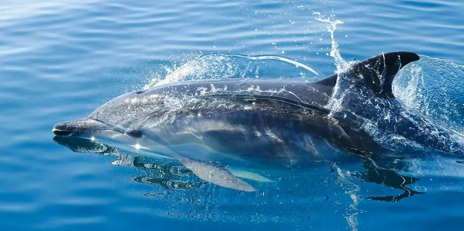 Dolphin Cruise
