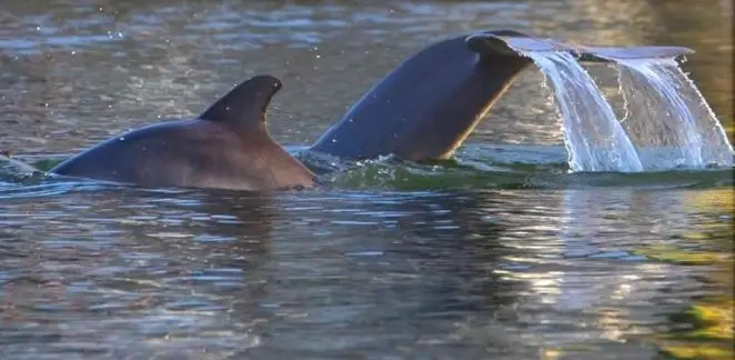 Dolphin & Nature Tour
