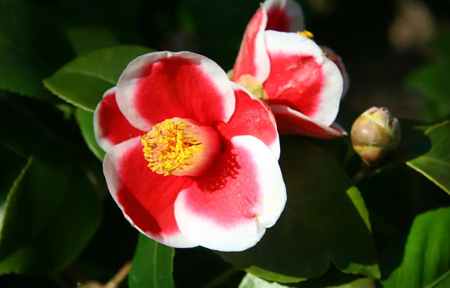 Camellia Care
