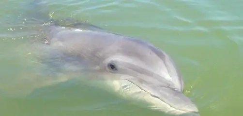 Dolphin Tour Aboard Dolphin Seafari