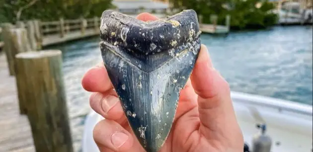 Private / Shark Tooth Island Excursion