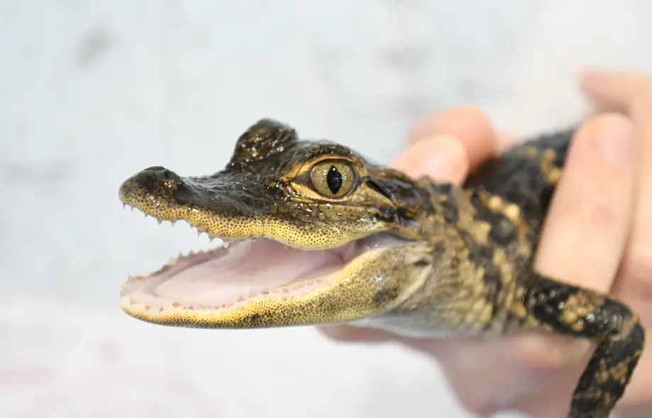 Friday Feeding Frenzy!