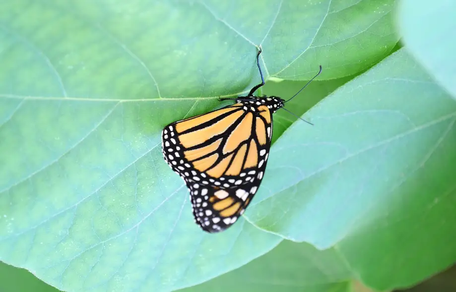 Butterfly Learning Station