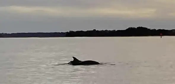 Dolphin Watching Cruise