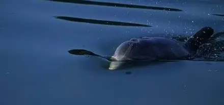 Private Dolphin Discovery Tour - One Hour