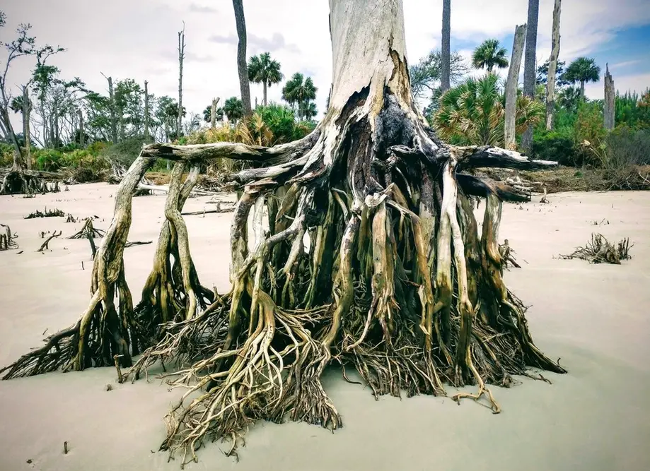 Daufuskie Island Beach Combing
