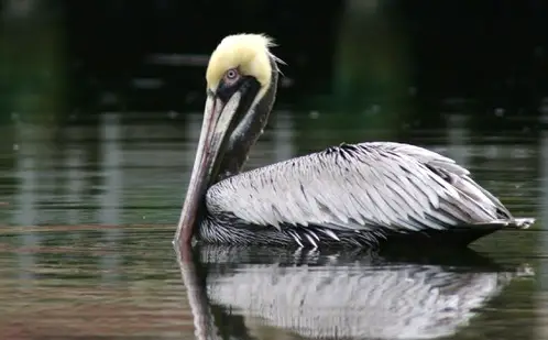 Private / Birding Photo Safari