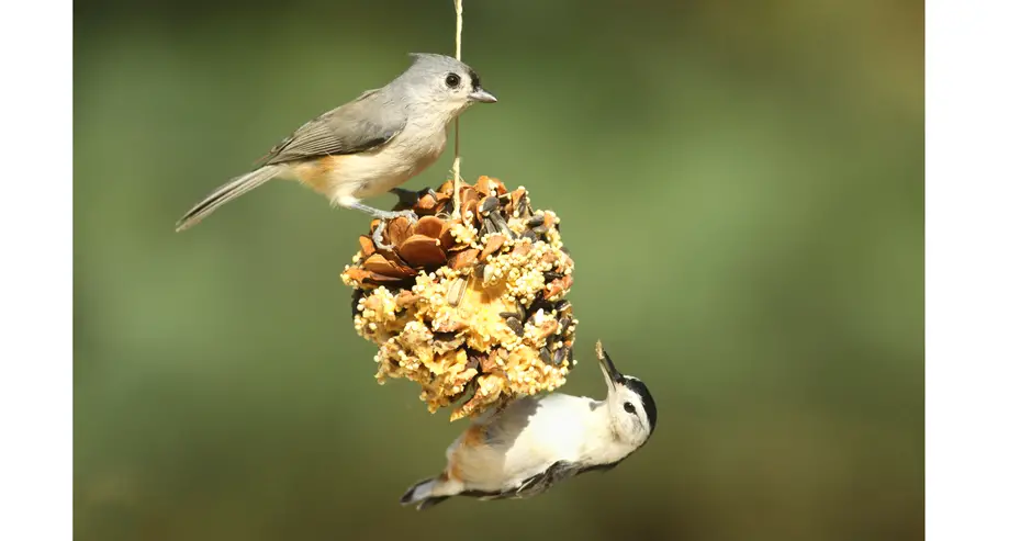 Pinecone Bird Feeder