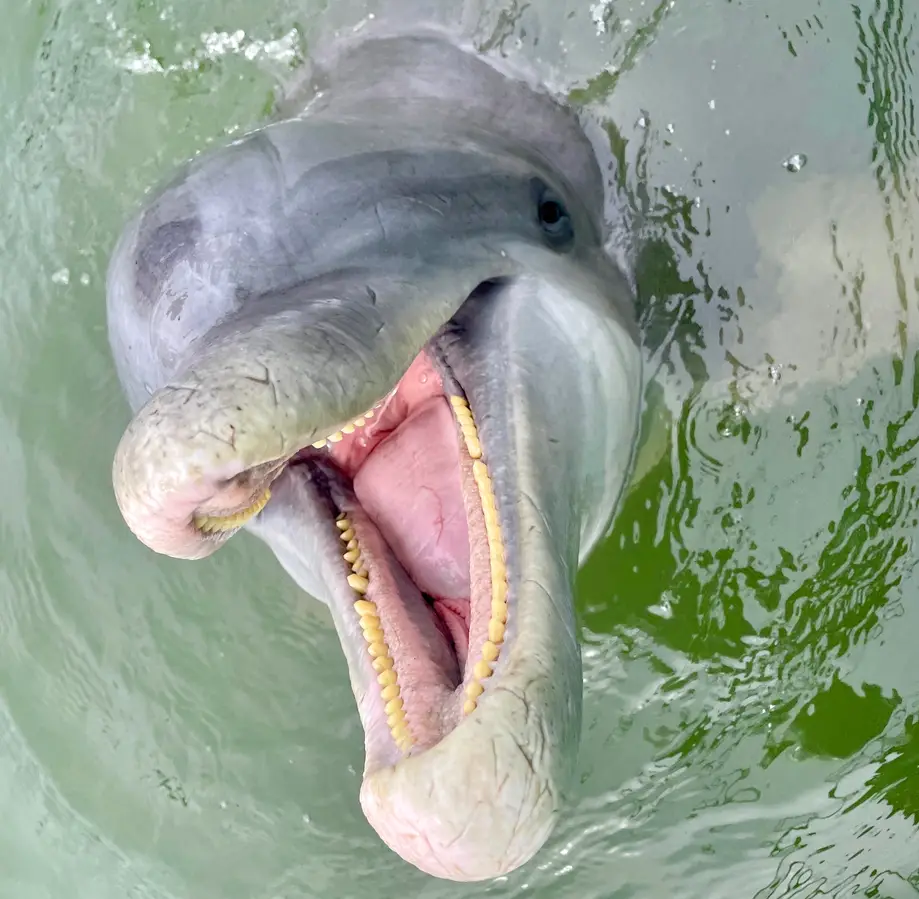 Private / 4 Hour Rental w/ Captain