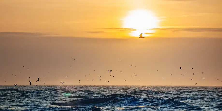 Private / 2 Hour Sunset Rental w/ Captain