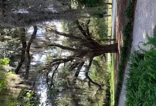 Behind-the-Scenes Series