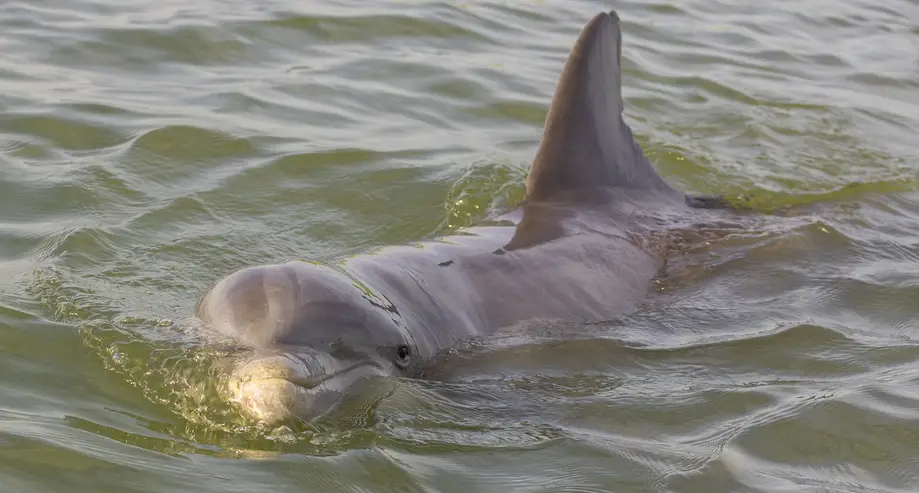 2 Hour Hilton Head Dolphin Tours