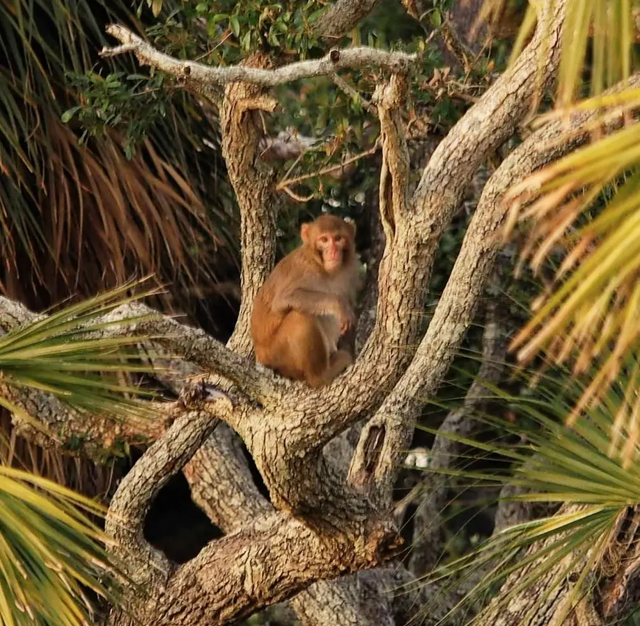 A.C.E. Basin & Monkey Island Tour