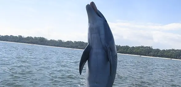 1.5 Hour Dolphin Tour