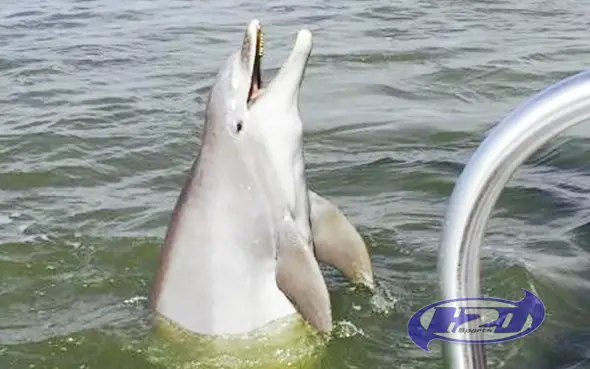 2 Hour Sunset Dolphin Tour