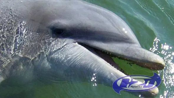 2 Hour Beachcombing Dolphin Tour