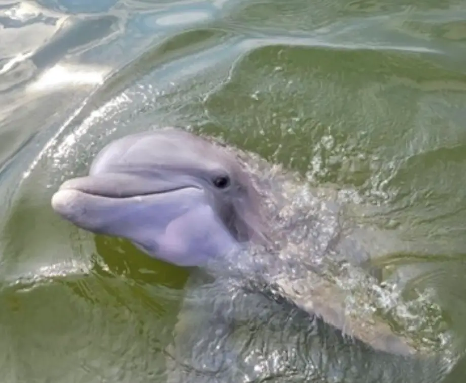 Private Dolphins & Daufuskie Island Stop Tour