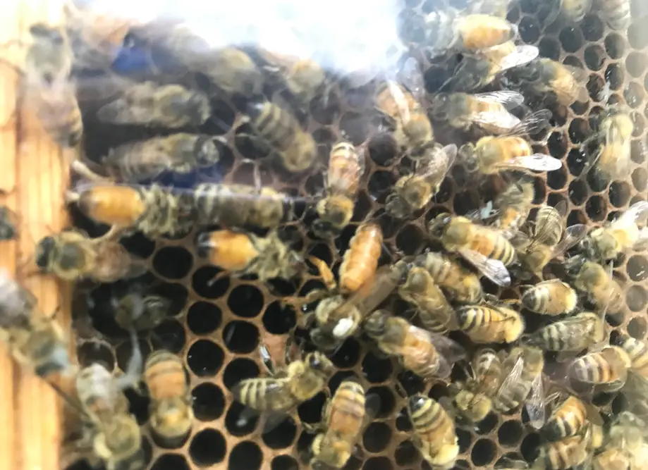 Bee Inspired: Celebrating World Bee Day in the Lowcountry