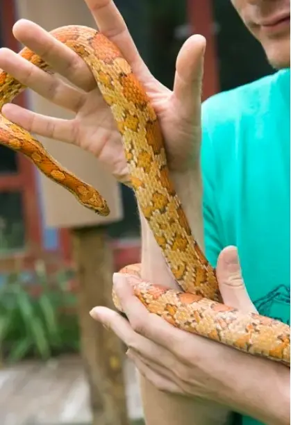 Spooky Snakes & Crafts