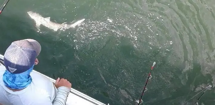 Shark Fishing Aboard the Drifter